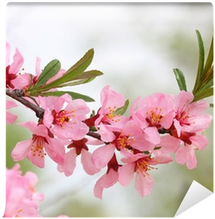 Spring Branch With Flowers Of Almond Wall Mural • Pixers® - Canvas (400x400)