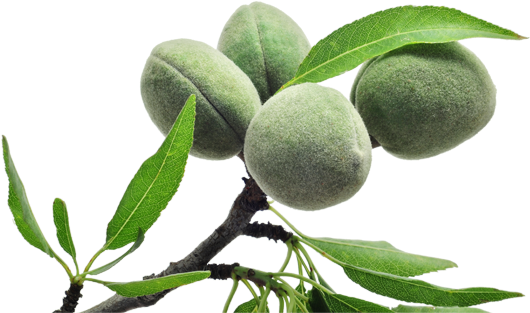 344 Image - Puressentiel Vegetal Oil - Sweet Almond Bio - 30 Ml (600x399)