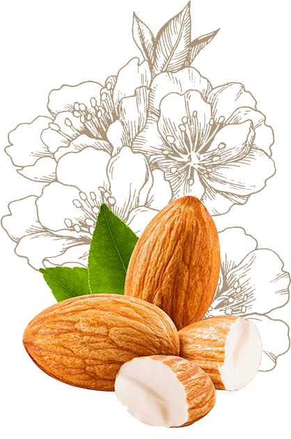 Ingredients - Navitalo Reis Drink Pulver Mandel (960x700)