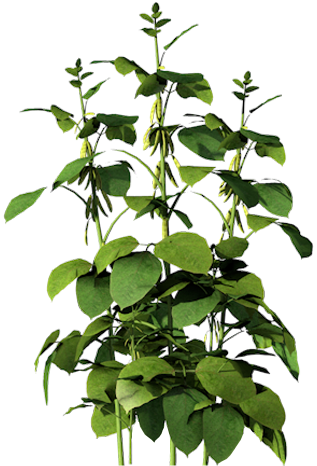 Corn Clipart Soya Bean - Beans Plant Png (317x466)