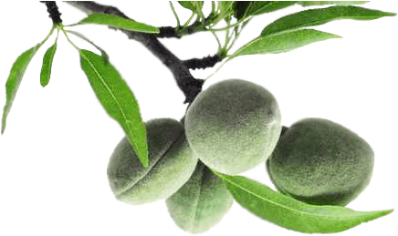 Pure Almond Oil - Persian Lime (500x263)