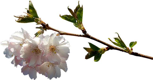 Prunus Branch Png Graphics Clipping Plant - Flowering Cherry Branch Png (649x340)