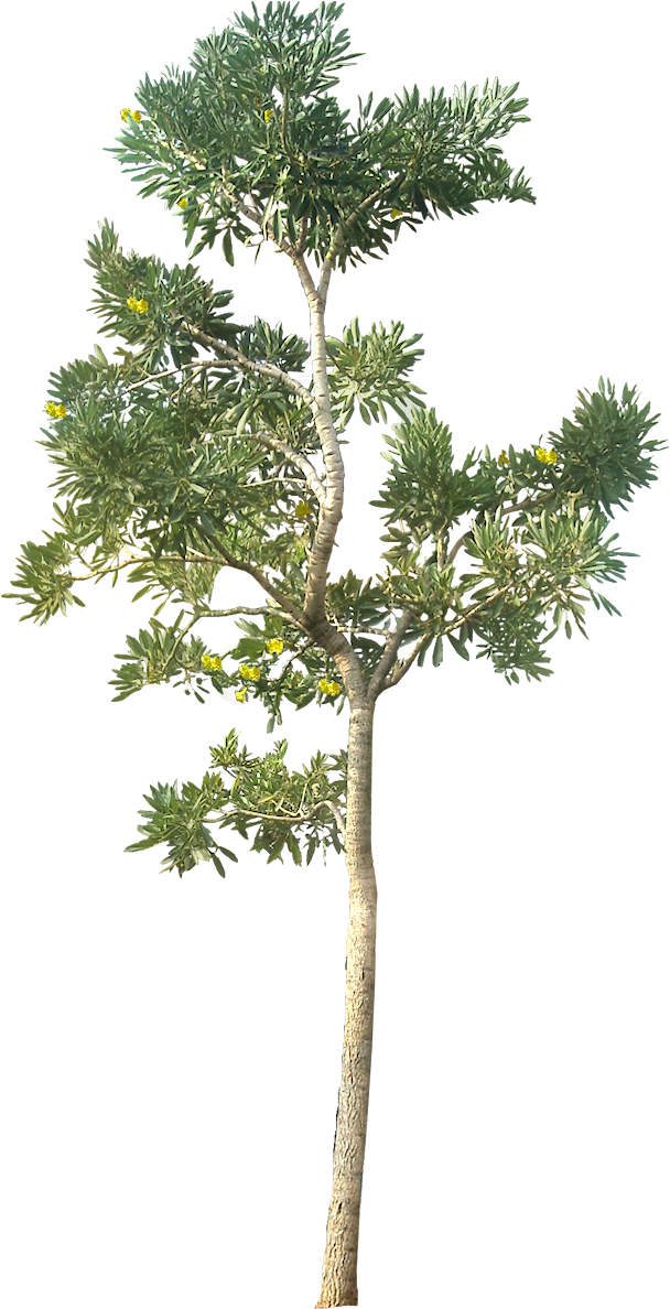 20 Free Tree Png Images - Tree Png Architecture (614x1200)