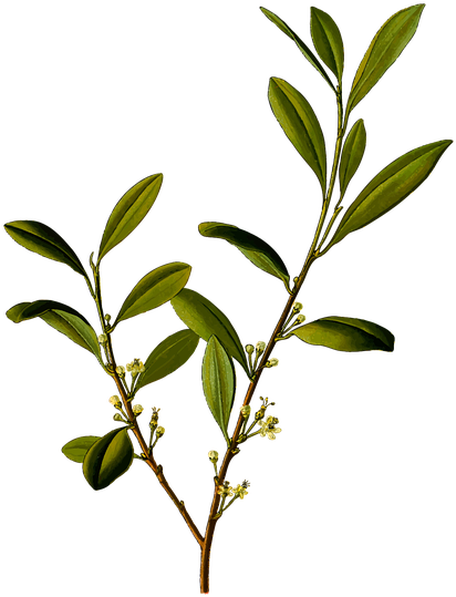Alkaloid, Branch, Coca, Cocaine, Drug, Herbal - Coca Plant Png (487x640)
