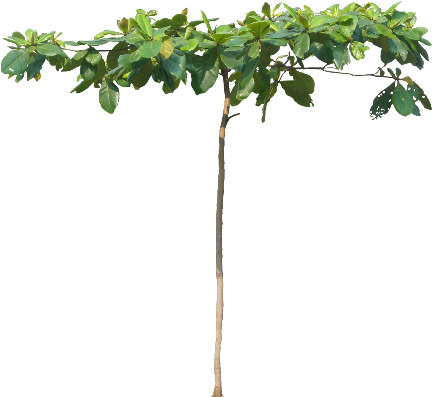 Young Tree, Height - Tropics (888x821)