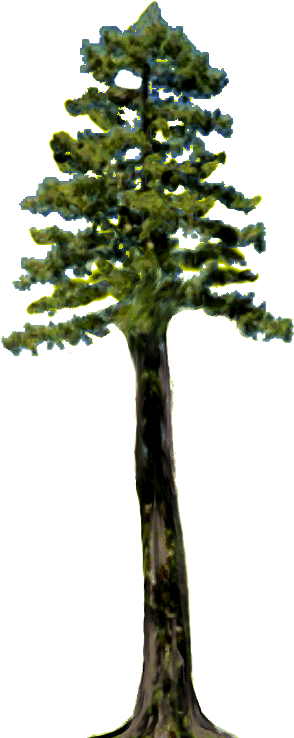 Pine Clipart Redwood Tree - Tall Tree Clip Art - (594x1464) Png Clipart ...