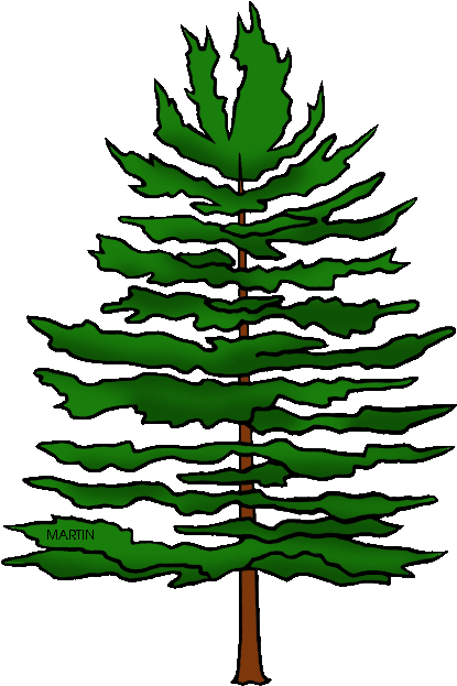 Pine Tree Clipart Transparent - Longleaf Pine Tree Clipart (477x648)
