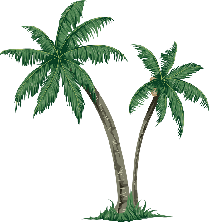 Arecaceae Tree Paper Clip Art - Drawings Of Palm Tree (670x713)