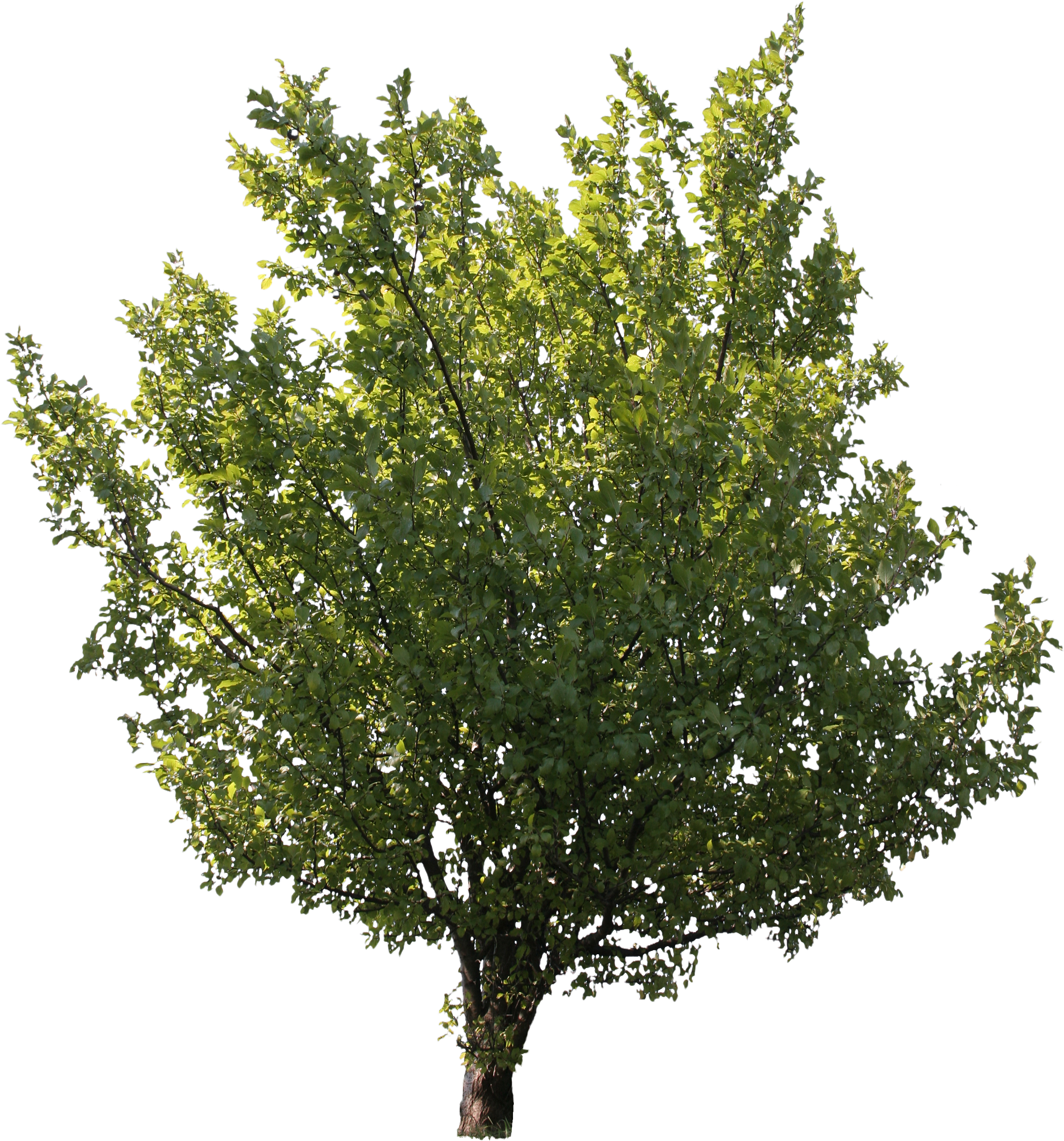 2d Trees - Gambel Oak (2849x3053)