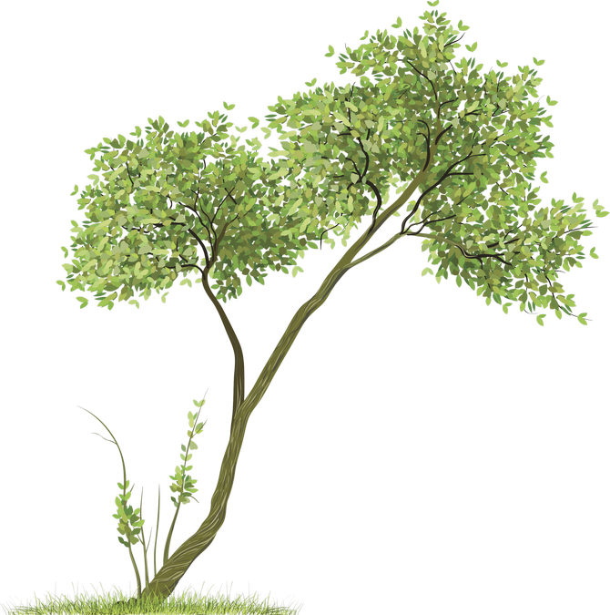 Baannueng @ Kata Drawing Room Clip Art - Trees Png (670x675)
