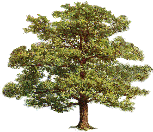 Tree Clipart Transparent Background - Tree Clip Art (587x507)