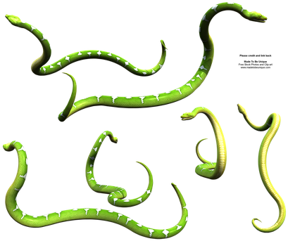 Snake Wrapped Around A Tree Branch - Snake Wrapped Around A Tree Branch (438x350)