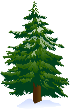 Amazing Spruce Tree Clipart Tree Clip Art Snowy Pine - Pine Tree Png Clipart (340x500)