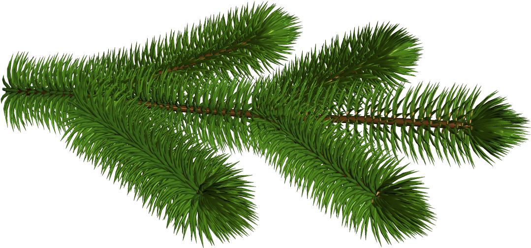 Transparent Pine Branch 3d Clipart Picture - Pine Branch No Background (1095x516)