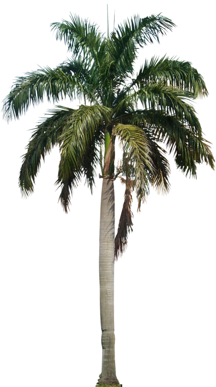 Pin Free Palm Tree Clip Art Images - Ese País Al Que Te Pareces (450x800)