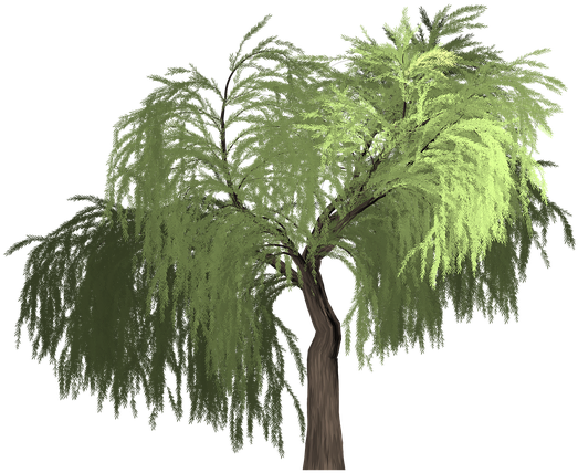 Collection Of Willow Tree Vector - Desert Palm (720x720)