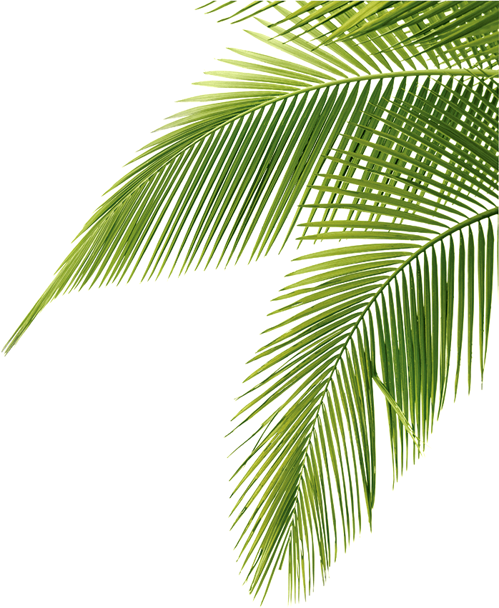Palm Tree Clipart Long Tree - Palm Png (709x853)
