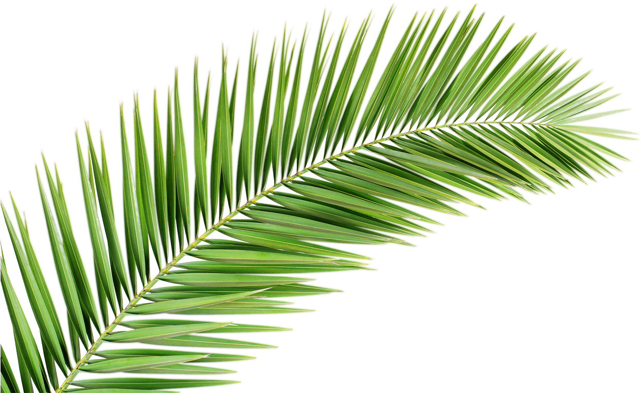 Palm Tree Png Transparent Images Free Donwload - Palm Tree Leaf Png.