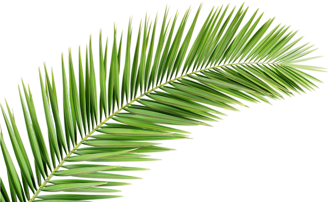 Palm Tree Png Transparent Images Free Donwload - Palm Tree Leaf Png (1267x845)