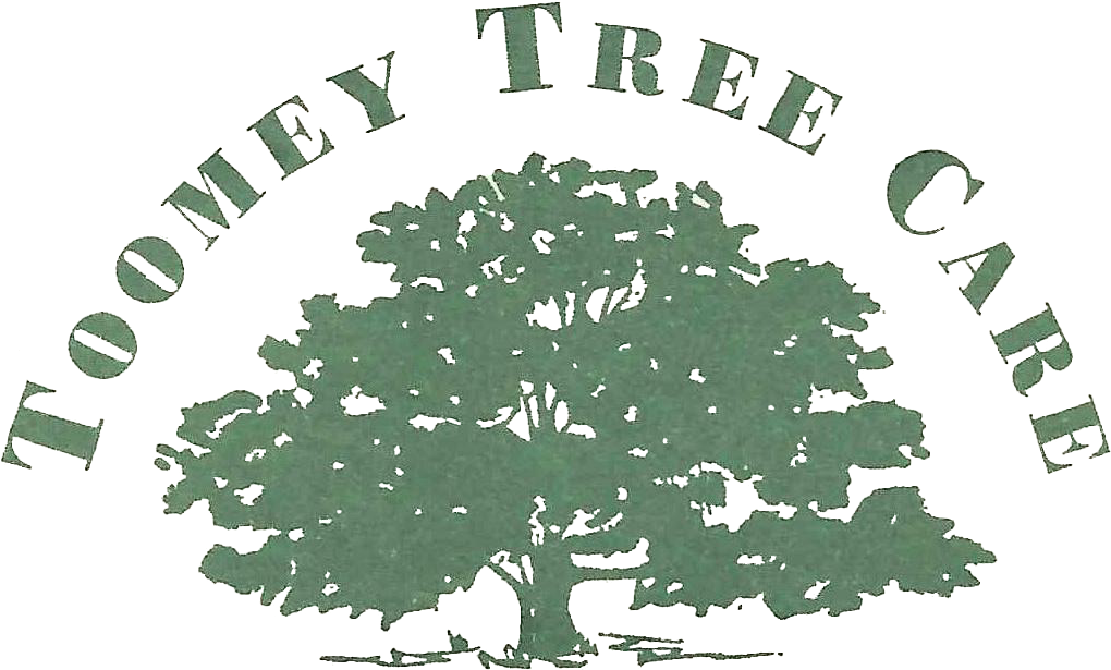 Lakeville Tree Care, Landscaping And Planting - Bentwood Jewelry Designs - Custom Wood Rings Refinish (1114x690)