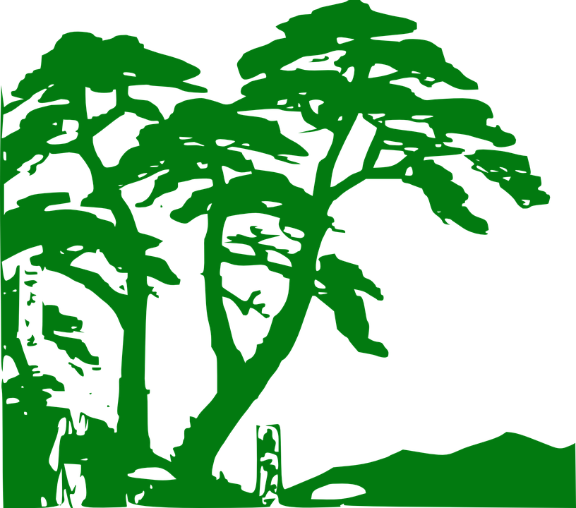 Collection Of Tree Vector Art - Rainforest Clipart (816x720)