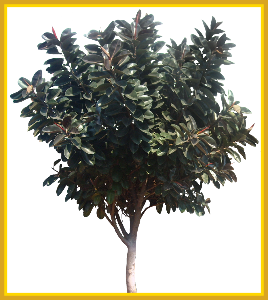 The Best Ficuselastica Png Tree Cut Out Cambodian Plants - Ficus Elastica (931x1044)