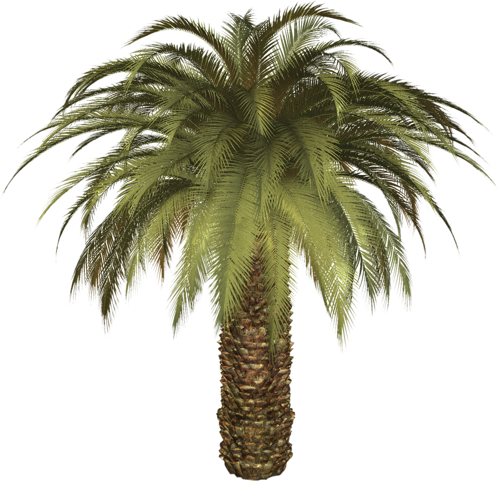 Palm Tree Image Png Image - Oil Palm Tree Png (1600x1542)