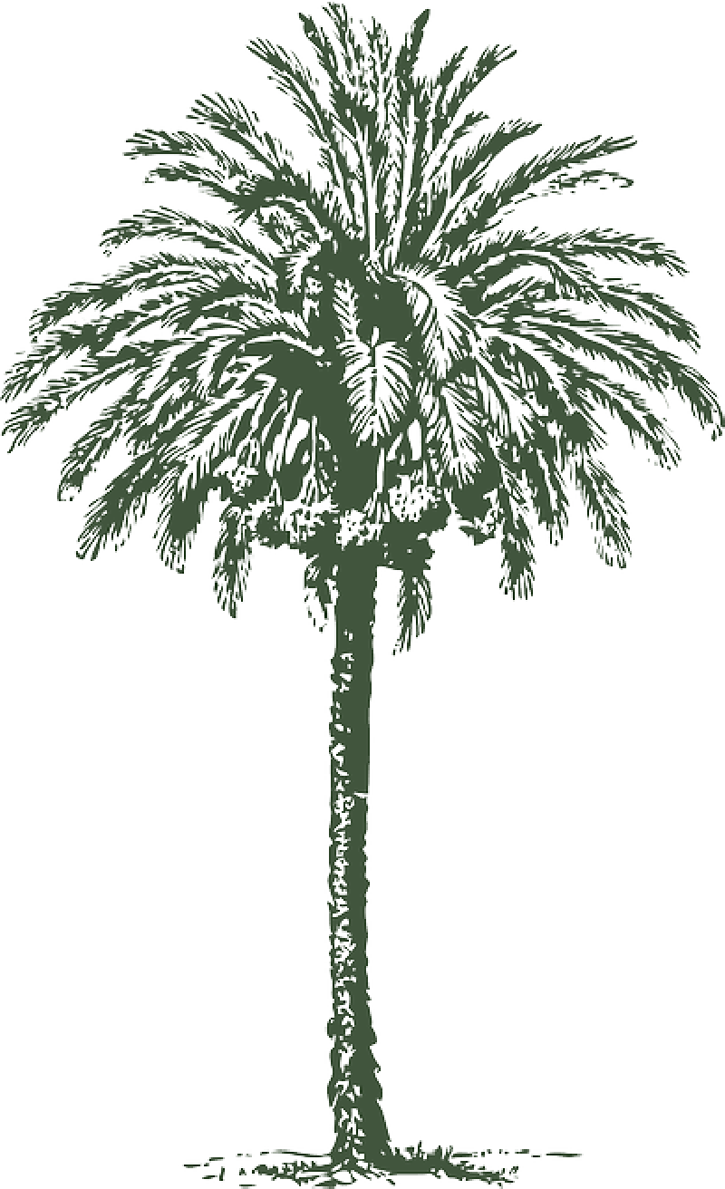 Big Palm Tree Drawing (800x1312)