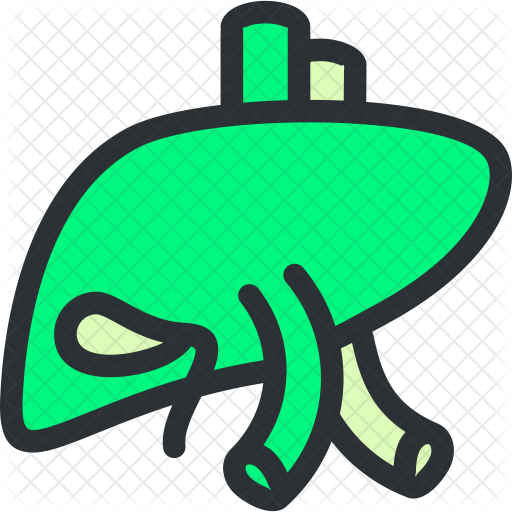 Liver Icon - Liver Icon (512x512)