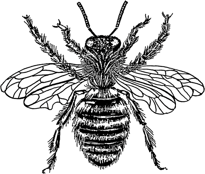 Western Honey Bee Drawing Clip Art - Honey Bee Black And White (695x600)