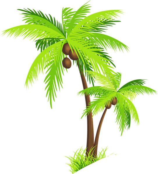 Palm Tree Clipart Image - Transparent Coconut Tree Png (543x600)