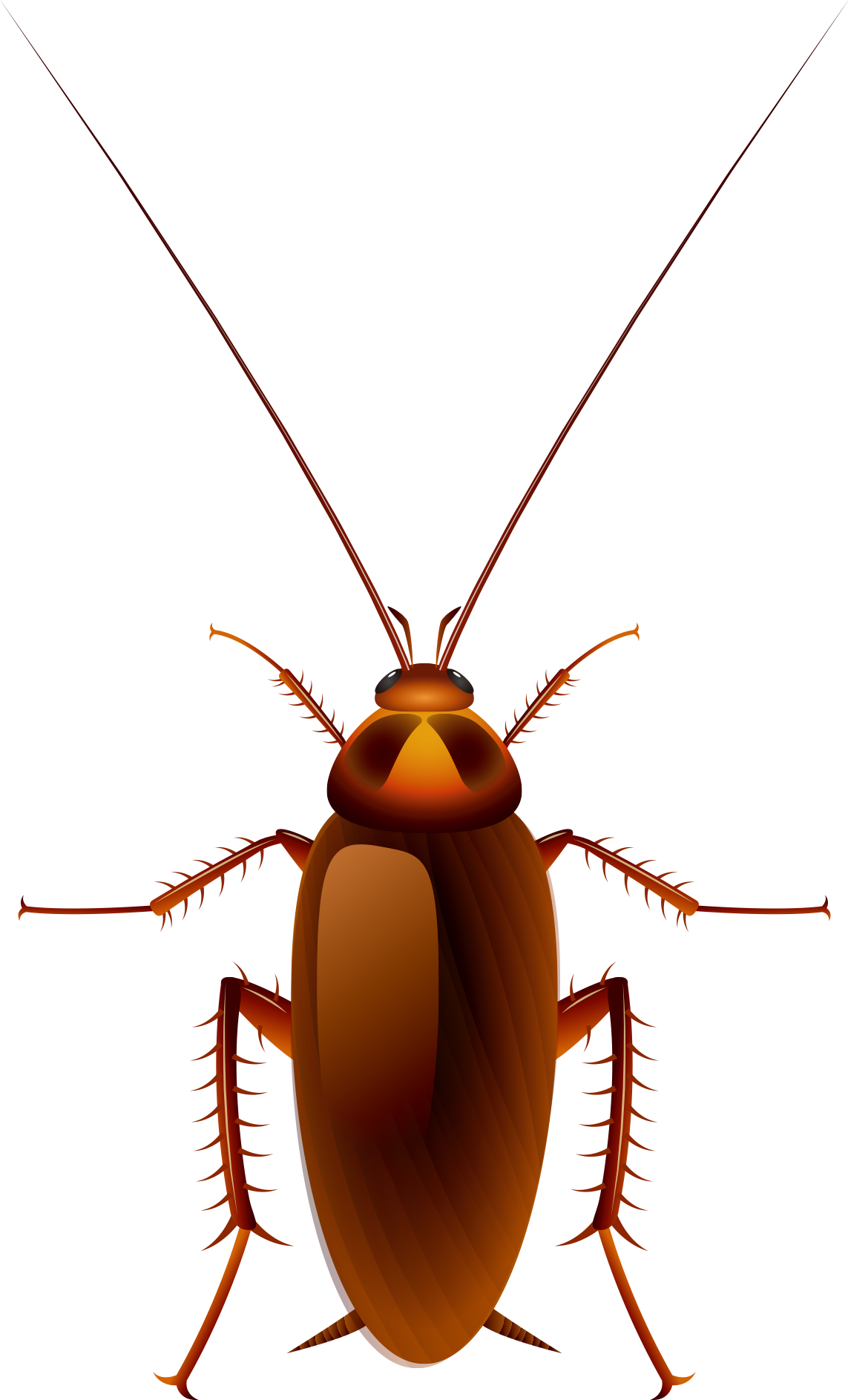 Cockroach Oggy Cartoon Clip Art - Cockroach Vector (1640x2060)