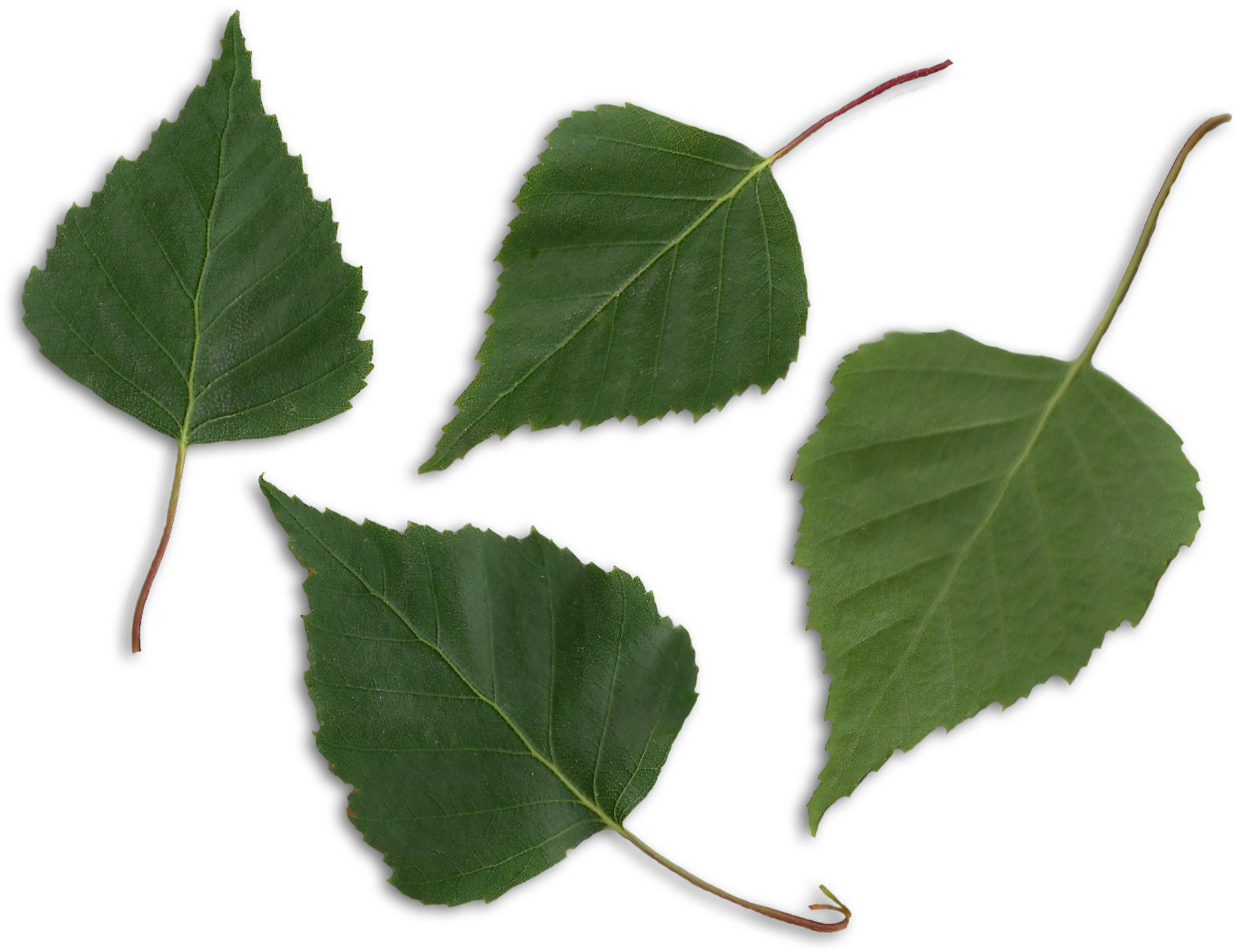 Leaves Png 7, Buy Clip Art - Birch Leaves Png (1897x1467)