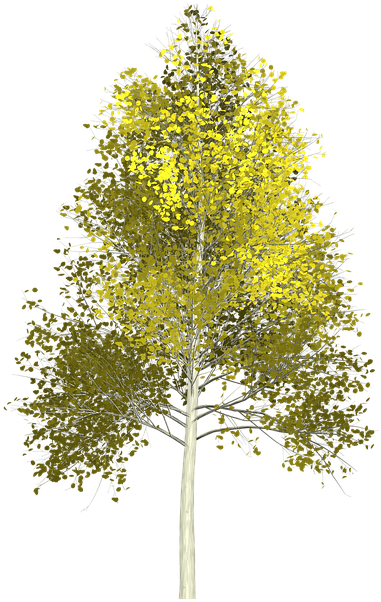 Tree Painting Cliparts 9, Buy Clip Art - Aspen Tree Png (720x720)