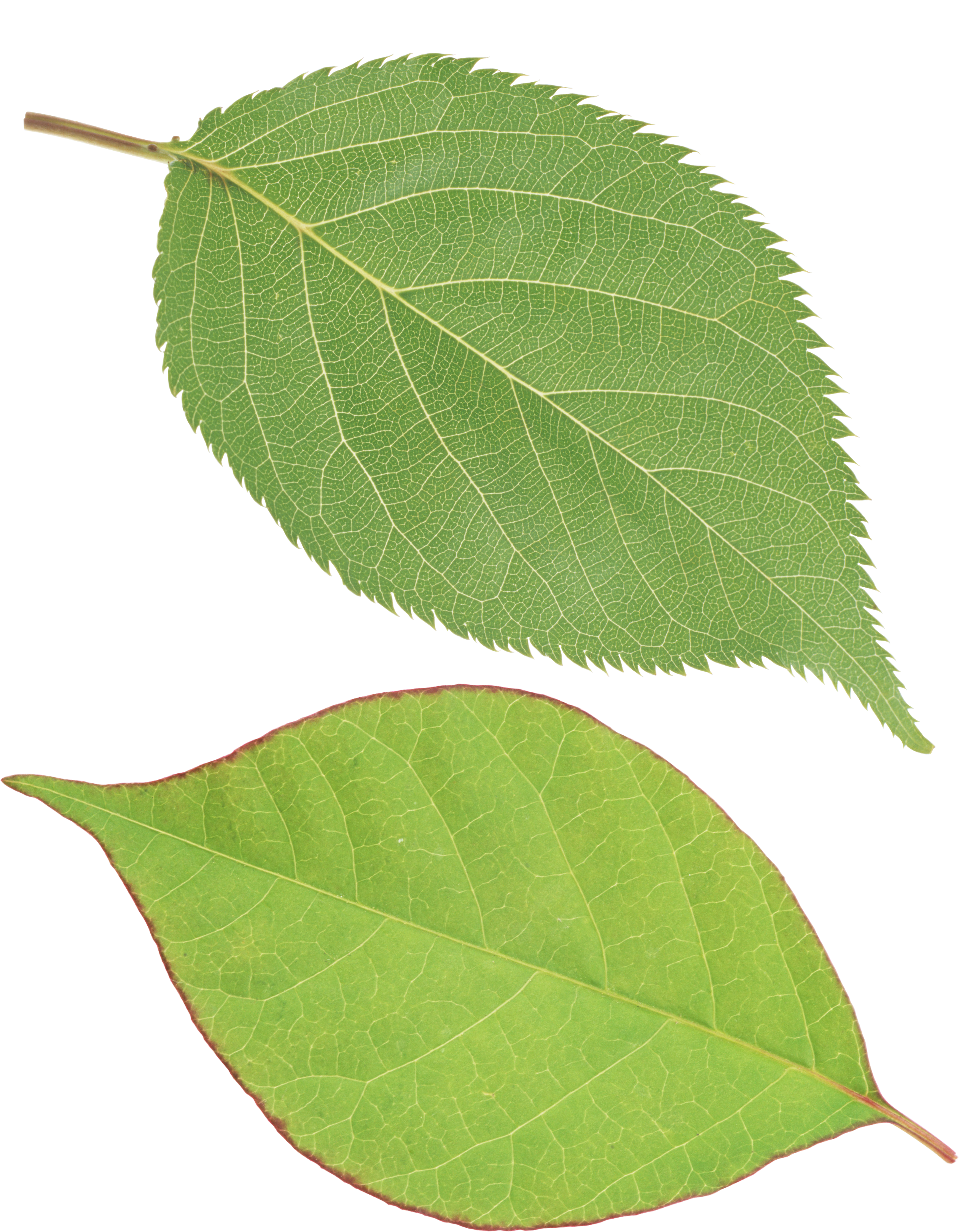 Single Green Leaves Clipart Png - Single Green Leaves Png (2520x3237)