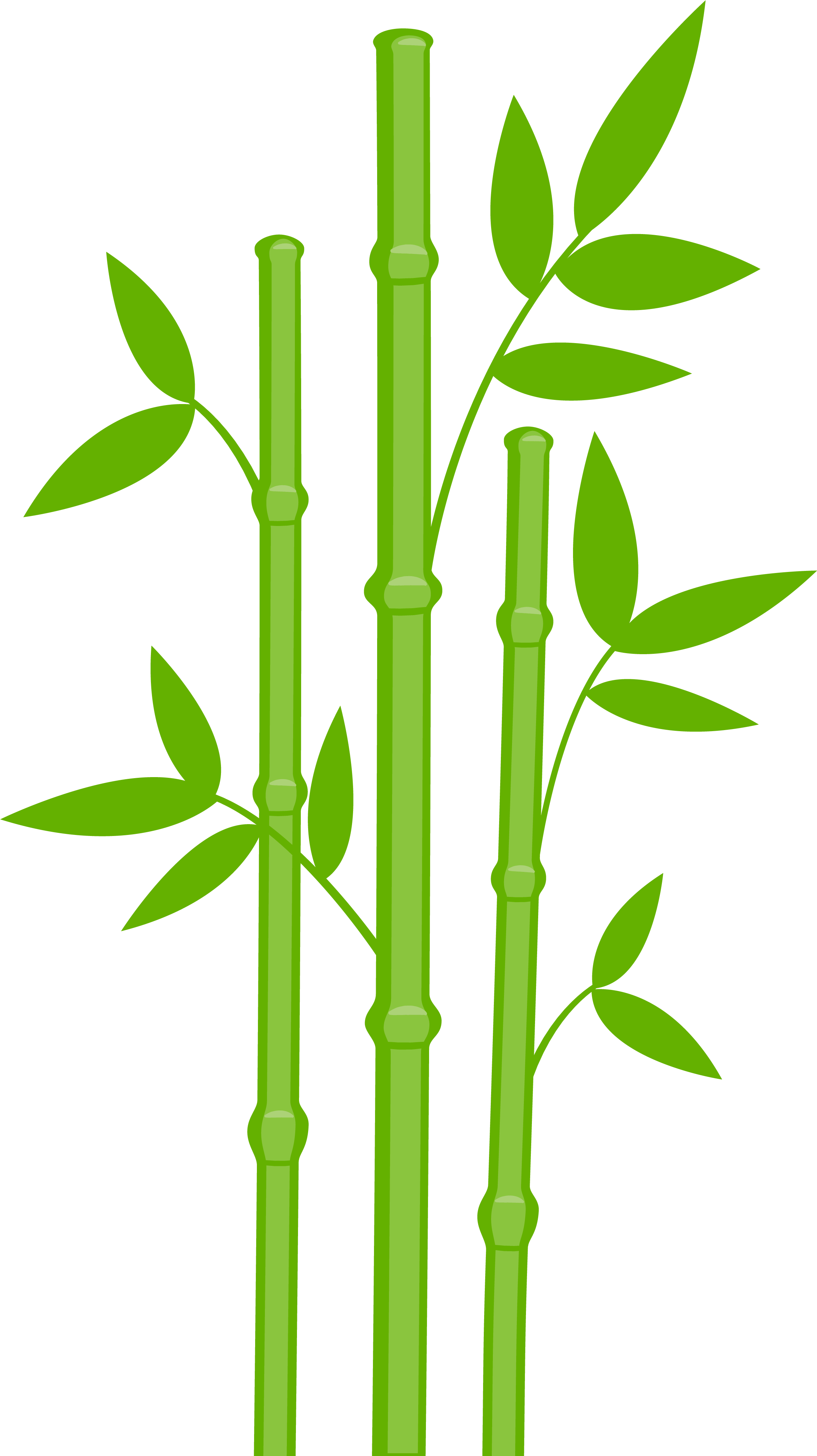 Bamboo Clipart Bamboo Leaves - Bamboo Transparent (2343x4196)
