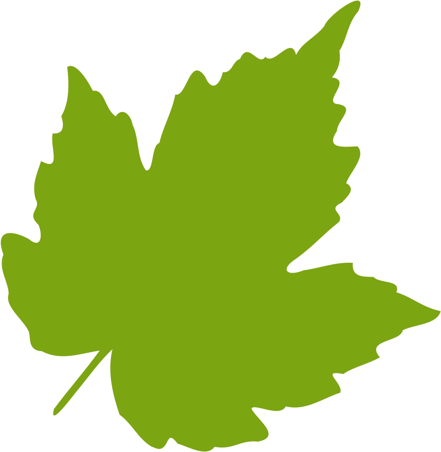 Oak Leaves Clip Art Birch Clipart Feuille Leaf 04 Vector - Leaves Svg (900x900)