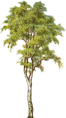 Silver Birch Tree Clipart - Silver Birch Tree Clipart (272x472)