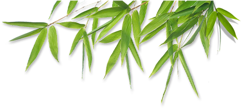 Image Of Bamboo Leaves Image Of Bamboo Leaves - Bamboo Transparent (560x248)