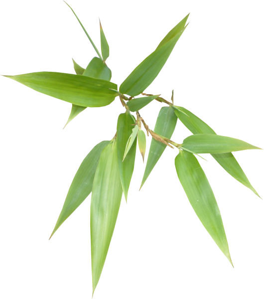 Bamboo Clip Art - Follaje Png (530x600)