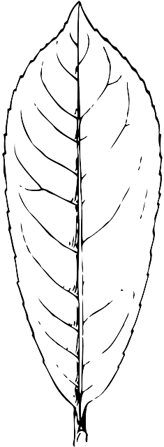 Green, Outline, Leaf, Plant, Leaves, Laurel - Sketch (320x640)