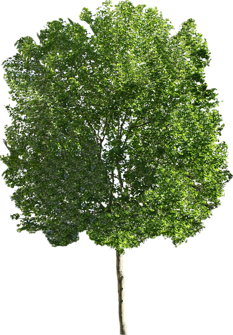 Ohio Buckeye Sugar Maple Tree Clip Art - London Plane Tree Png (765x1099)