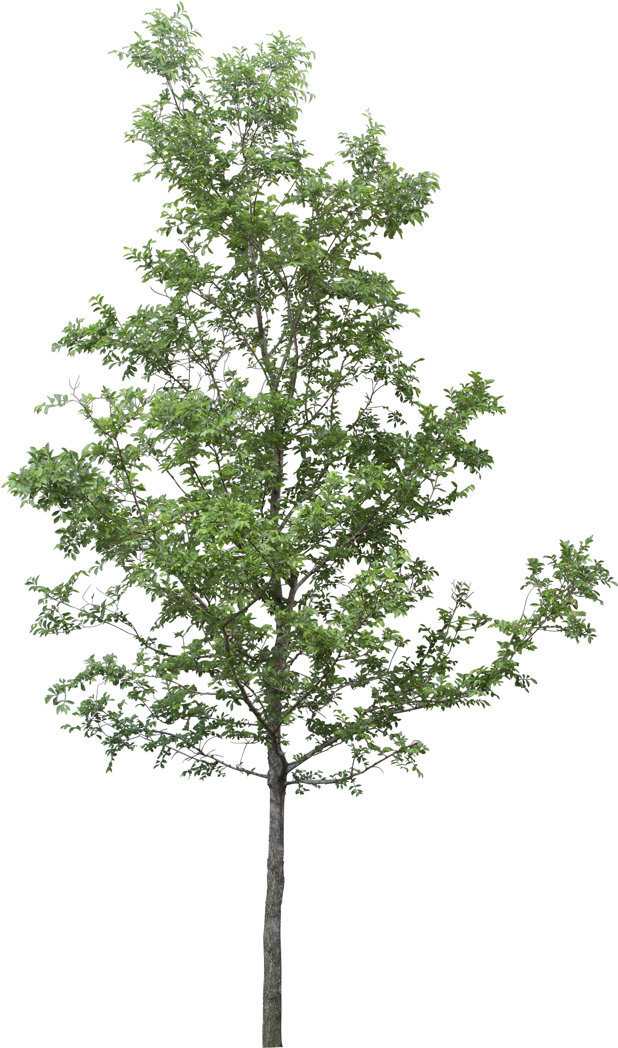Tree Clip Art - Transparent Background Tree Png (2037x3500)