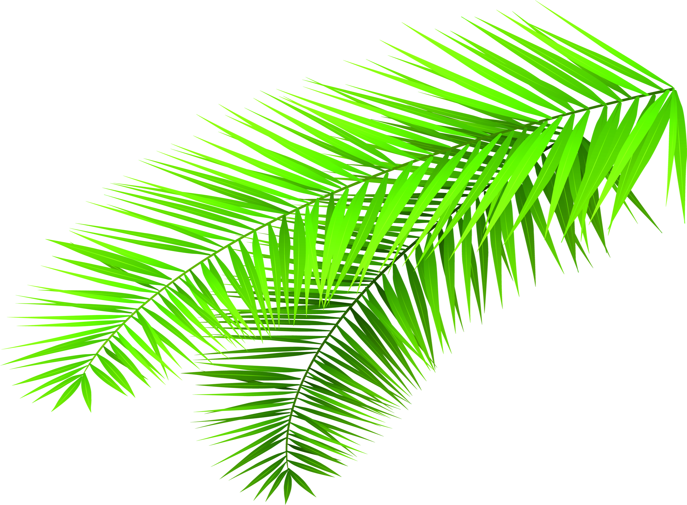 Leaf Bamboo Green - Leaf (2362x1739)