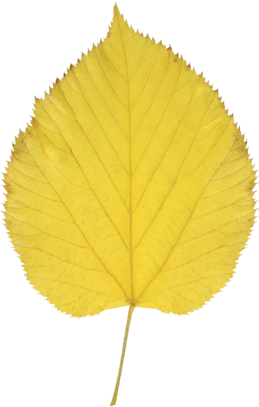 Aspen Leaf Clip Art Clipart - Aspen Leaf Transparent Background (600x600)