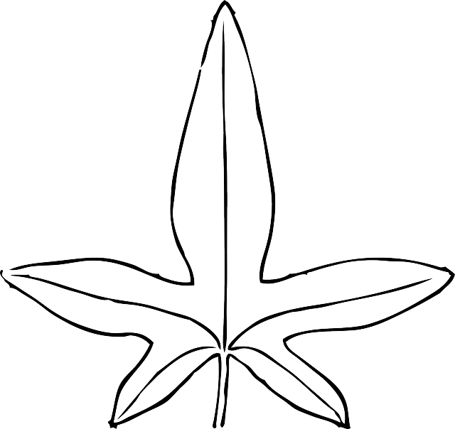 Black, Outline, Leaf, White, Template, Plant, Leaves - Leaves Clip Art (640x604)