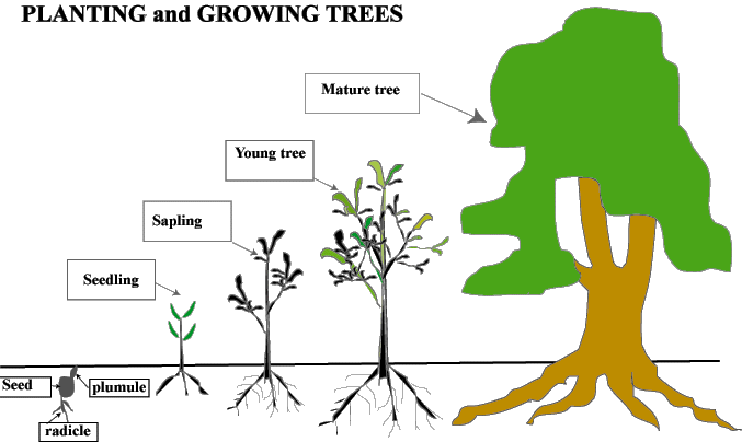 Seed Seedling Sapling Tree (677x404)