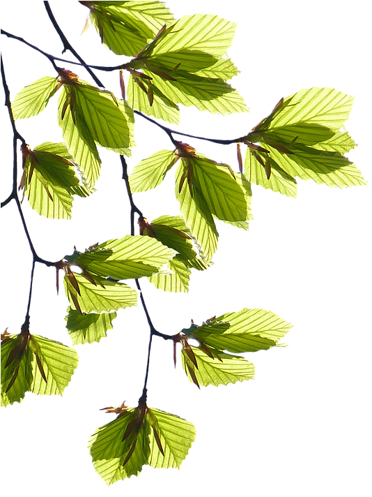Leaves Png 18, Buy Clip Art - Lá Png (636x720)
