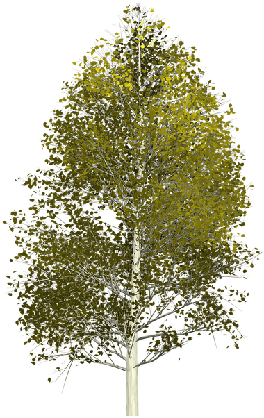 Tree Transparent Background 17, Buy Clip Art - Tree (720x720)