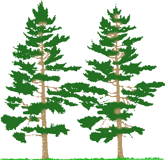 Pine Tree Forest Clip Art - Farming Simulator 2017 Mods Tree 2017 (565x554)